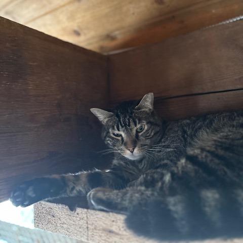 Randy, Adoptable, Adult Male Domestic Short Hair.