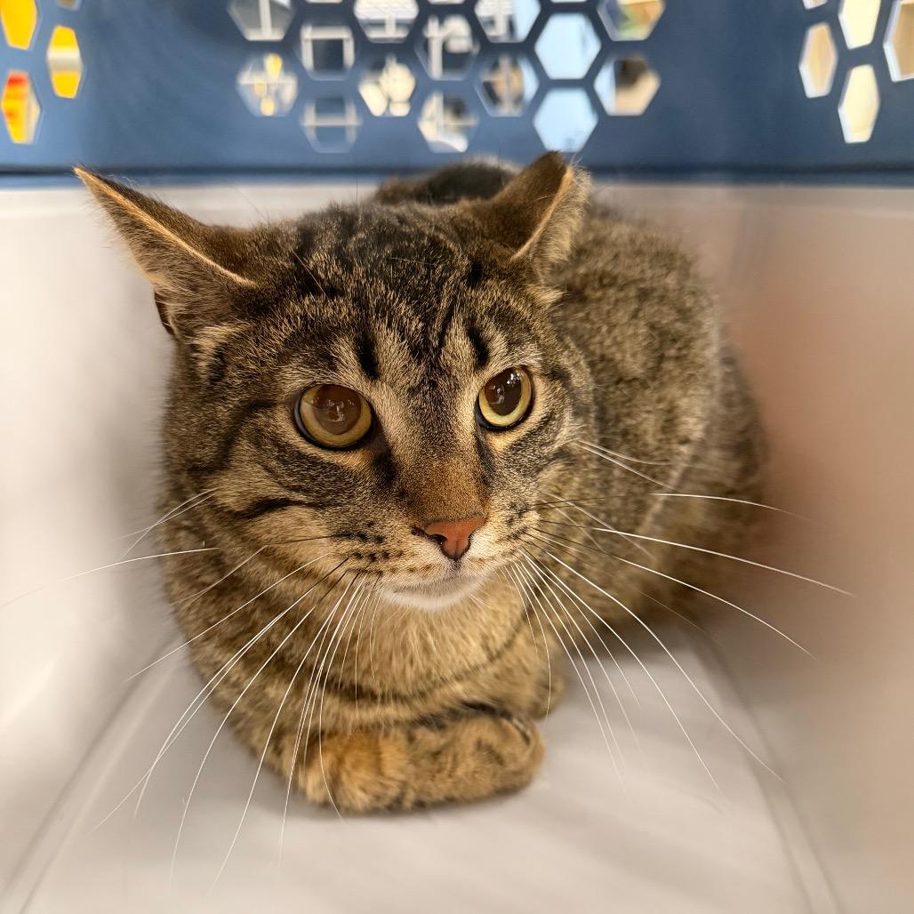Enlarge Randy, a Adoptable Domestic Short Hair in Indianapolis, IN image 2/4