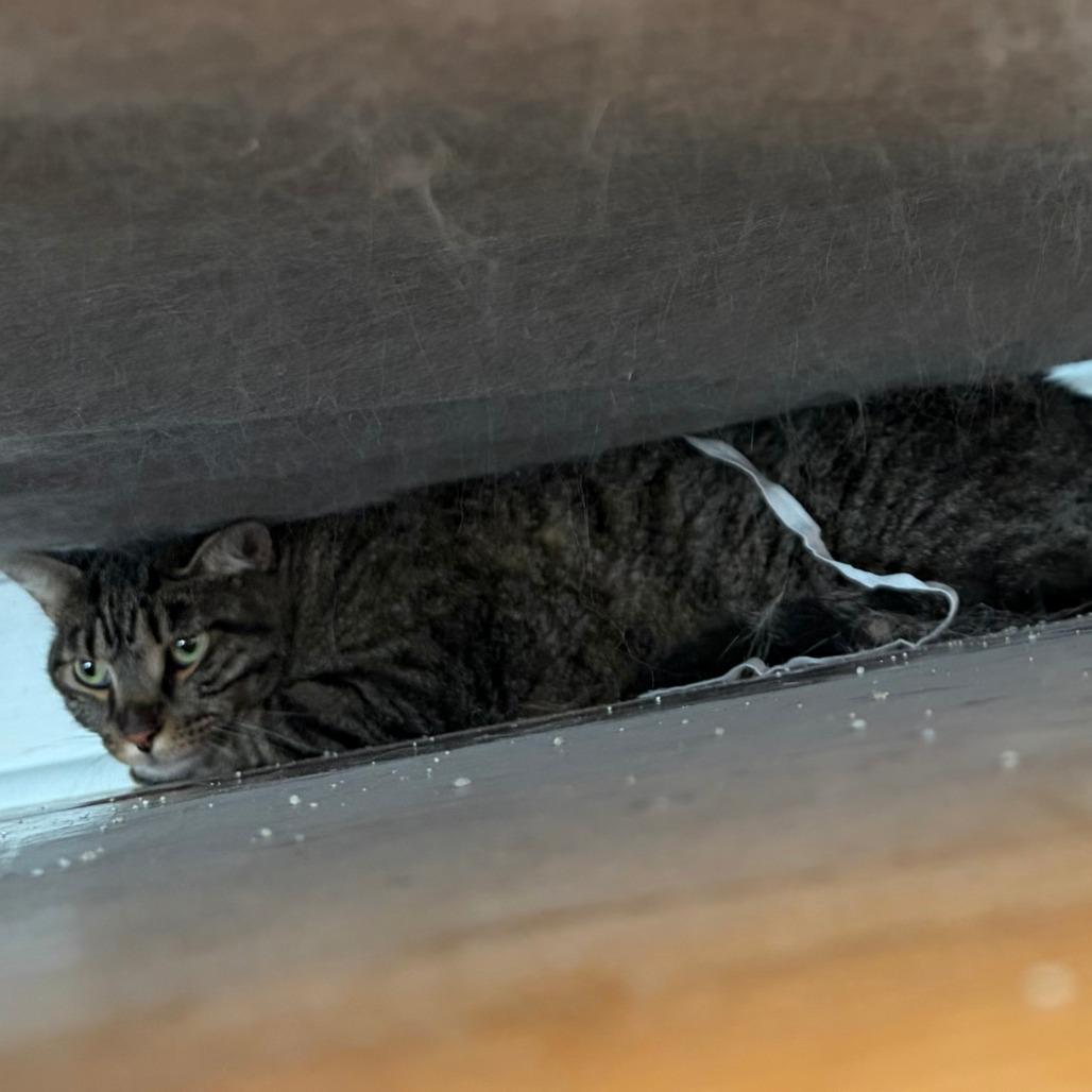 Enlarge Randy, a Adoptable Domestic Short Hair in Indianapolis, IN image 3/4