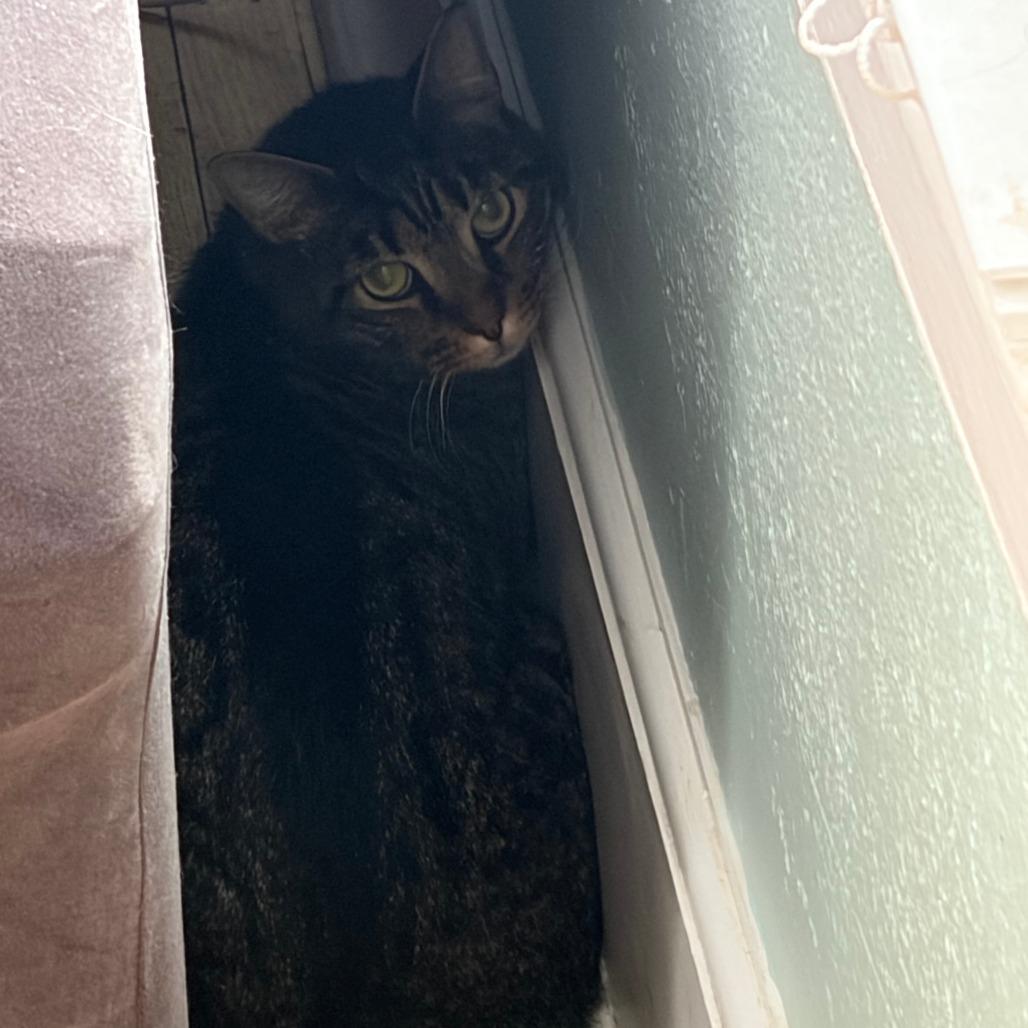 Enlarge Randy, a Adoptable Domestic Short Hair in Indianapolis, IN image 4/4