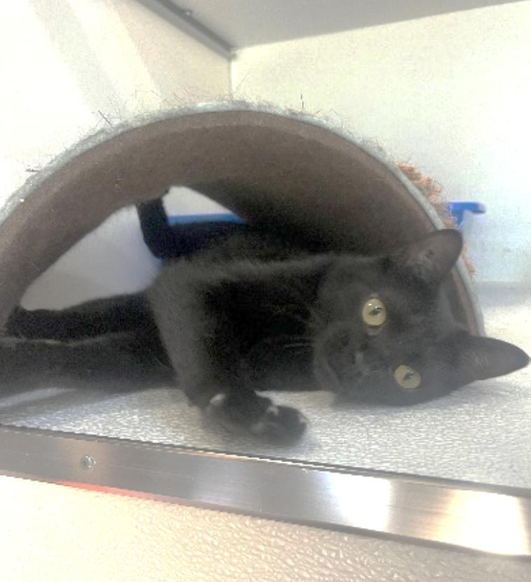Enlarge Rudi, a ADOPTABLE Domestic Short Hair in Courtenay, BC image 2/2