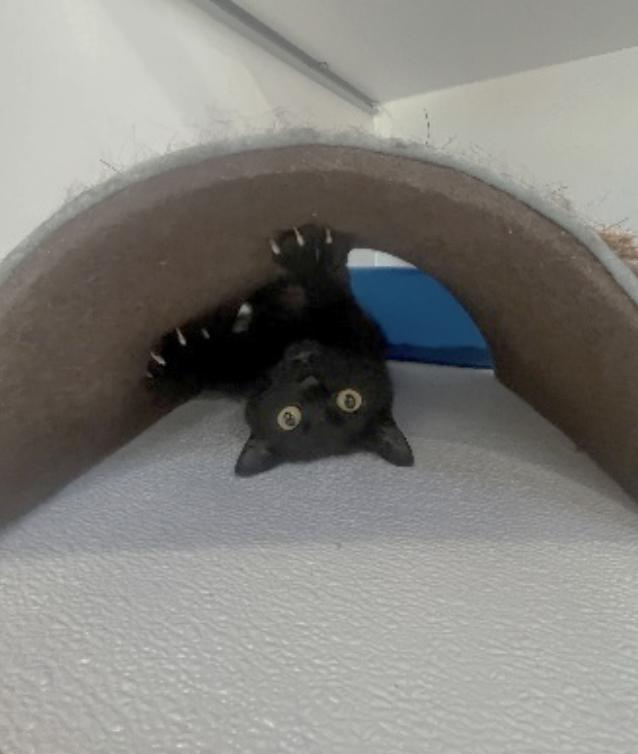 Enlarge Rudi, a ADOPTABLE Domestic Short Hair in Courtenay, BC image 1/2