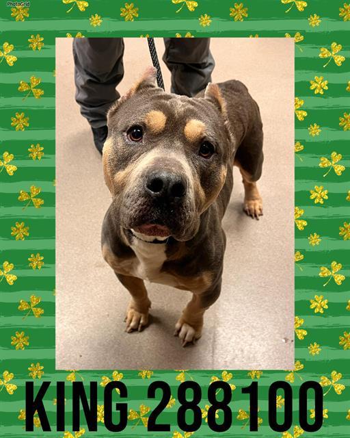 Enlarge KING, a Adoptable Mixed Breed in Macon, GA image 1/1