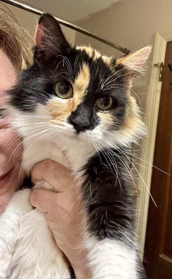 Enlarge Pretty Girl, an adopted Calico in Columbia, SC image 1/5
