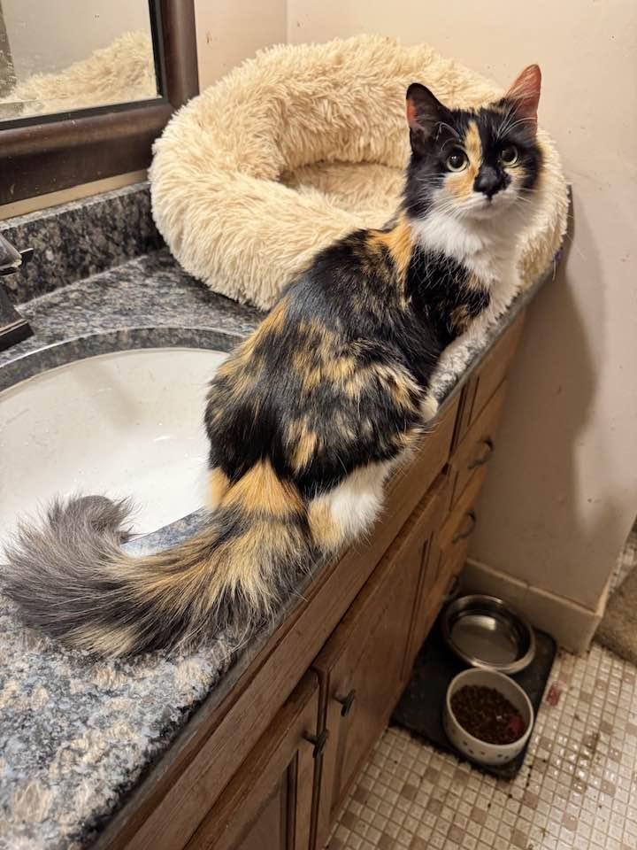 Enlarge Pretty Girl, an adopted Calico in Columbia, SC image 5/5
