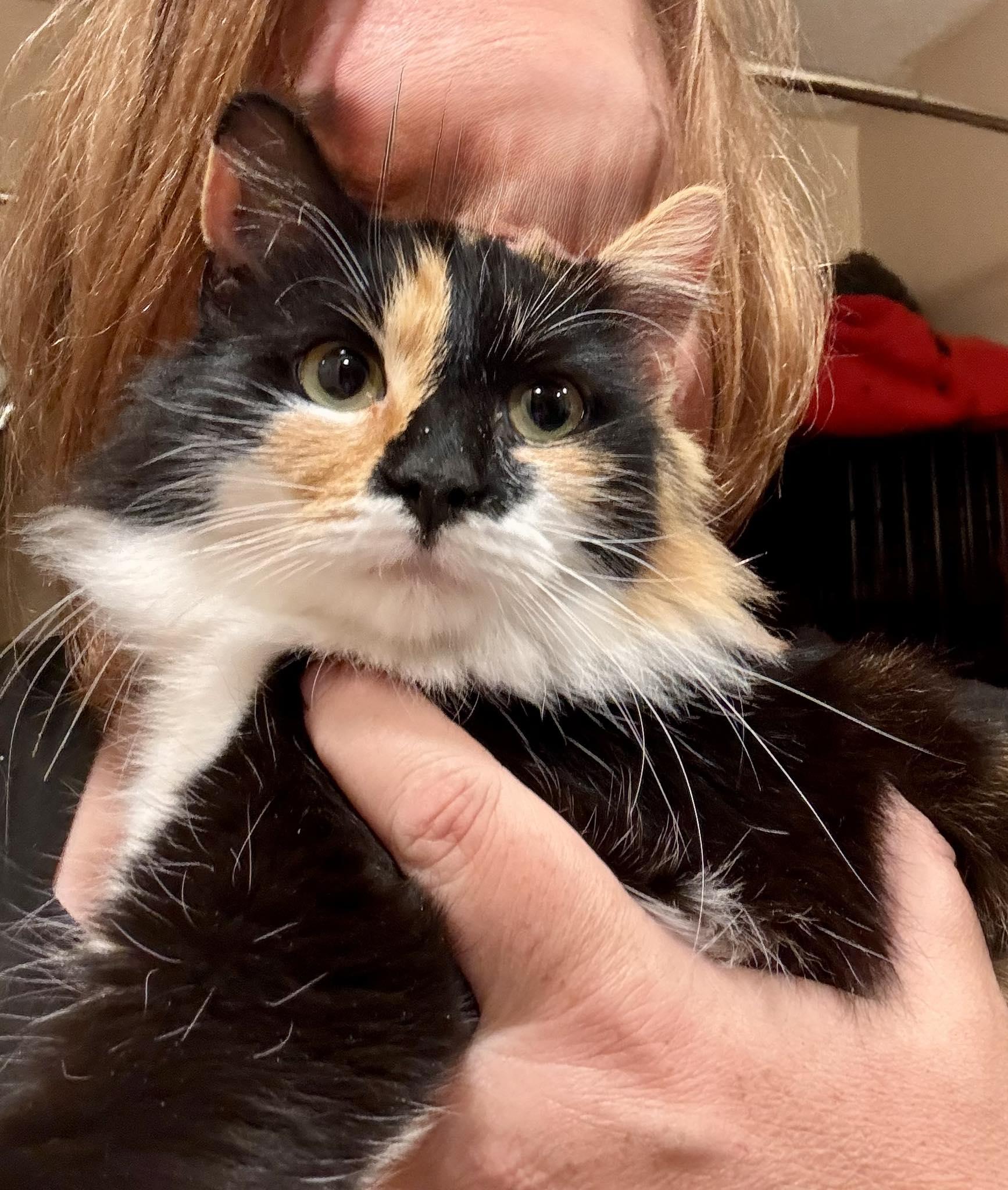 Enlarge Pretty Girl, an adopted Calico in Columbia, SC image 2/5