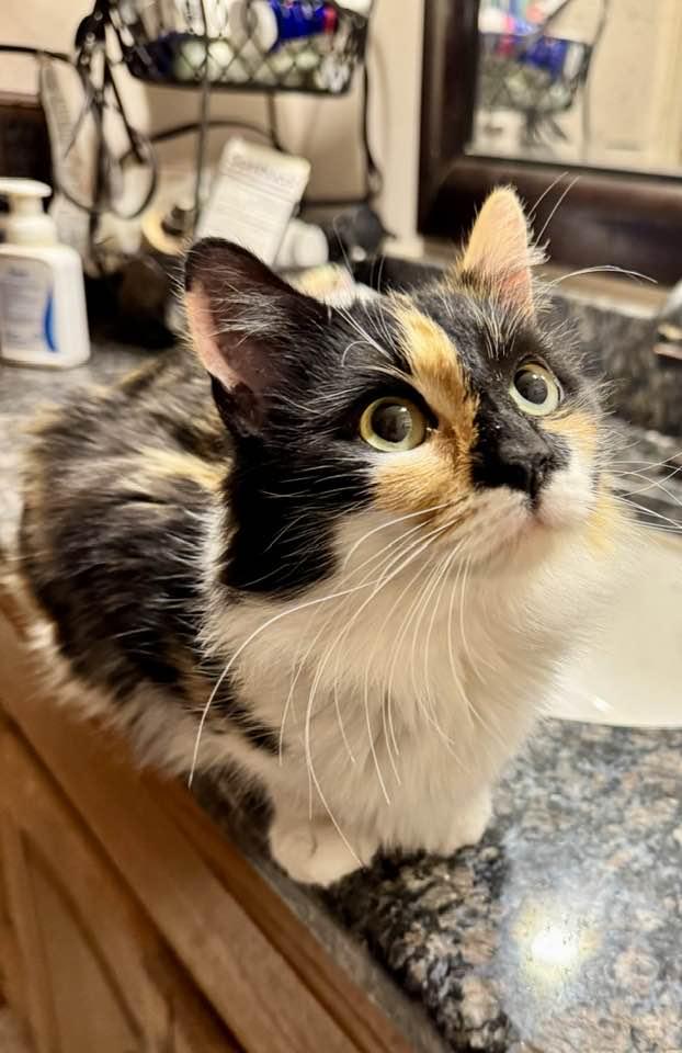 Enlarge Pretty Girl, an adopted Calico in Columbia, SC image 4/5