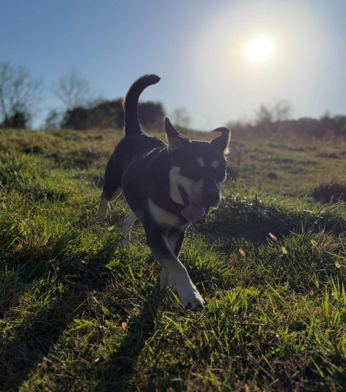 Enlarge Johnna, a Adoptable mixed breed in Willington, CT image 4/5