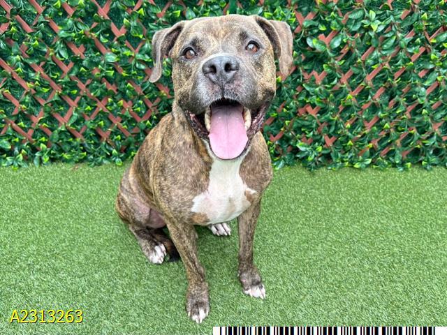 Enlarge SPECKLES, a Adoptable Mixed Breed in West Palm Beach, FL image 1/1