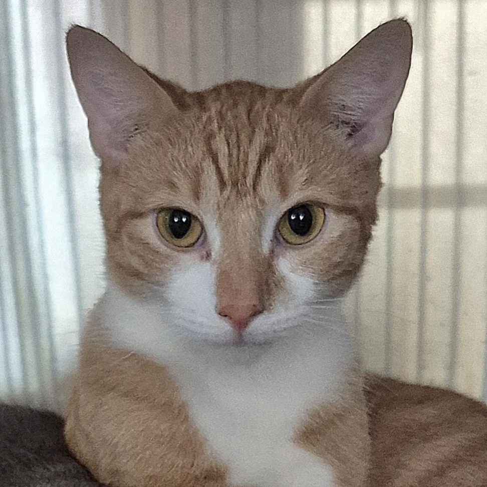Angel, an adopted Domestic Short Hair in Tioga, PA image 1/5