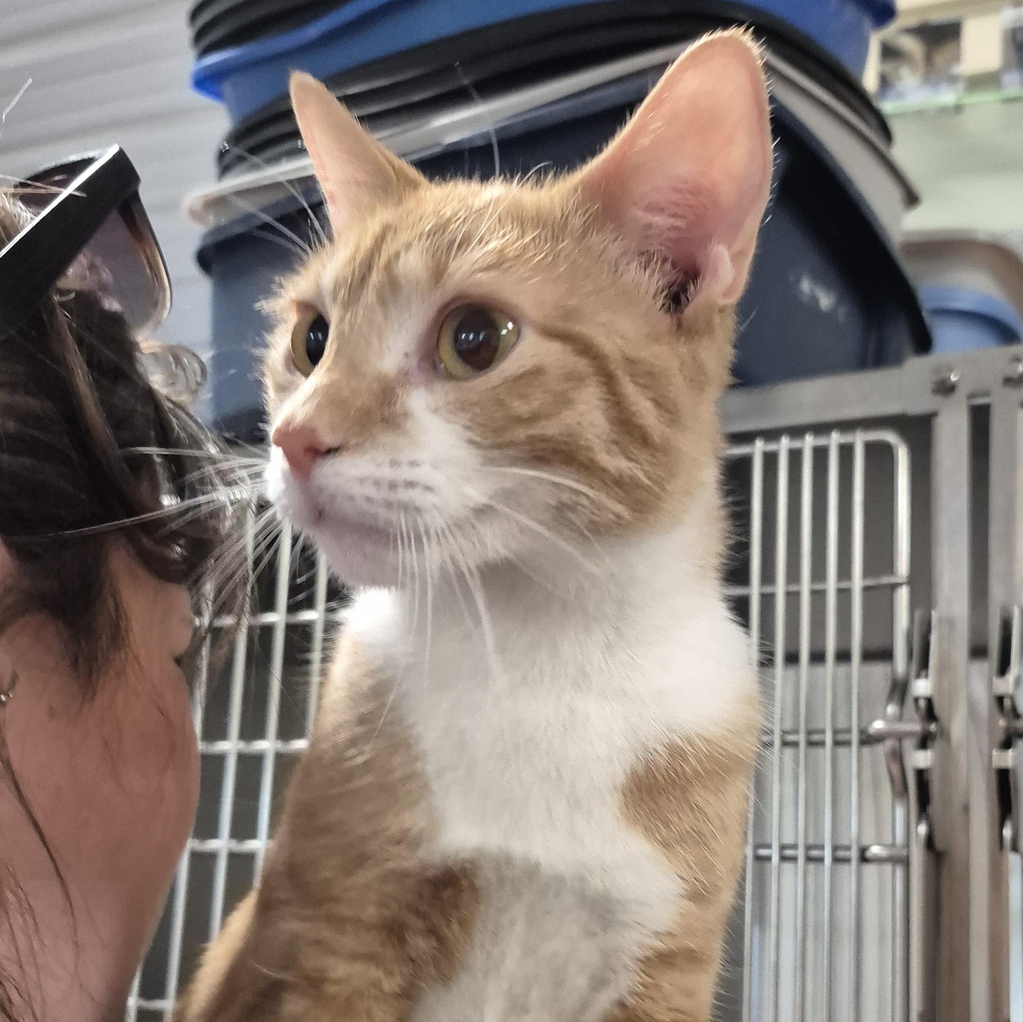 Angel, an adopted Domestic Short Hair in Tioga, PA image 2/5