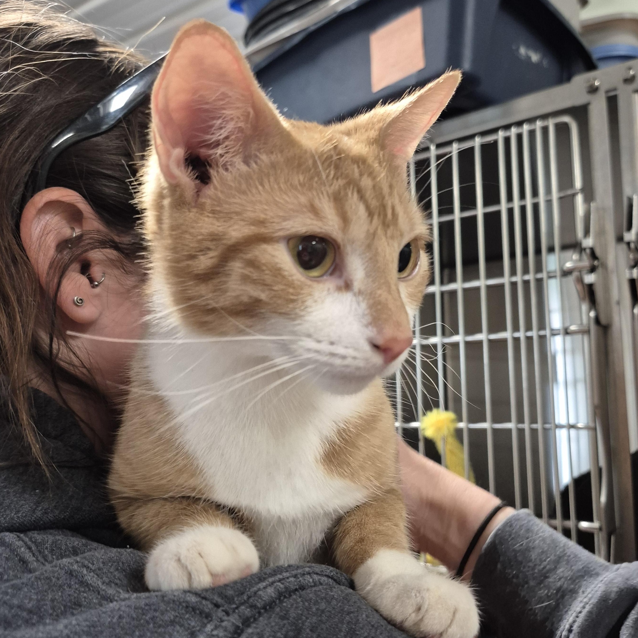 Angel, an adopted Domestic Short Hair in Tioga, PA image 3/5