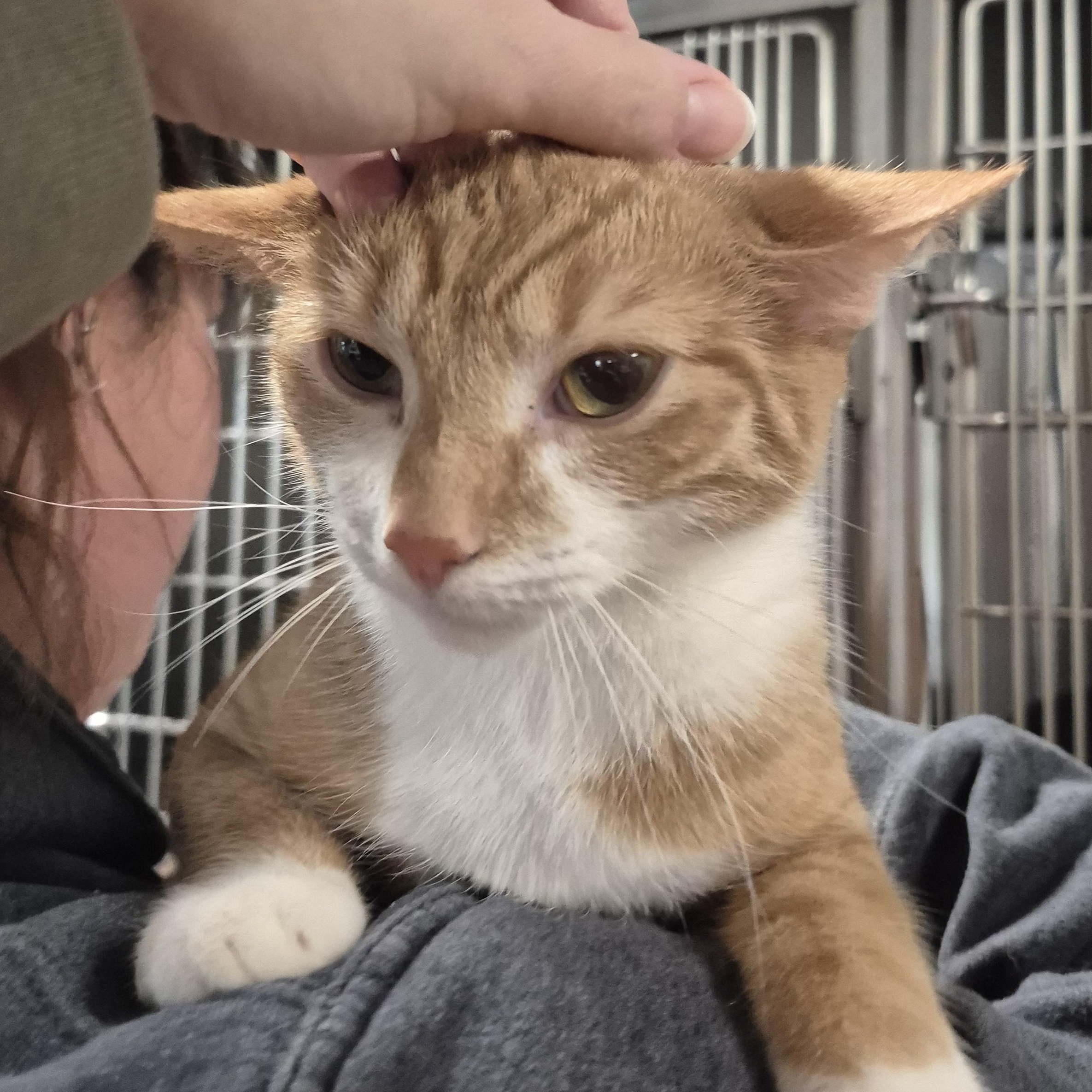 Angel, an adopted Domestic Short Hair in Tioga, PA image 4/5