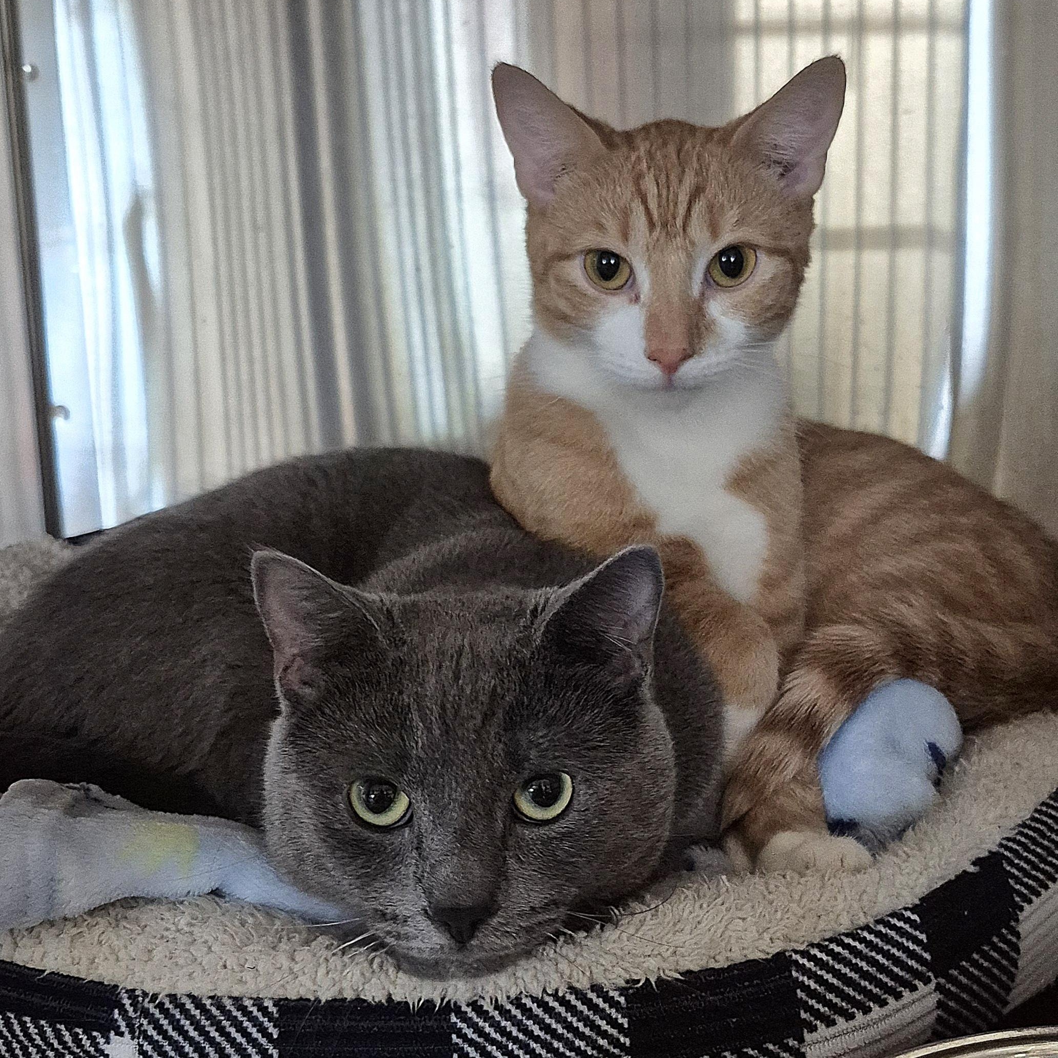 Angel, an adopted Domestic Short Hair in Tioga, PA image 5/5