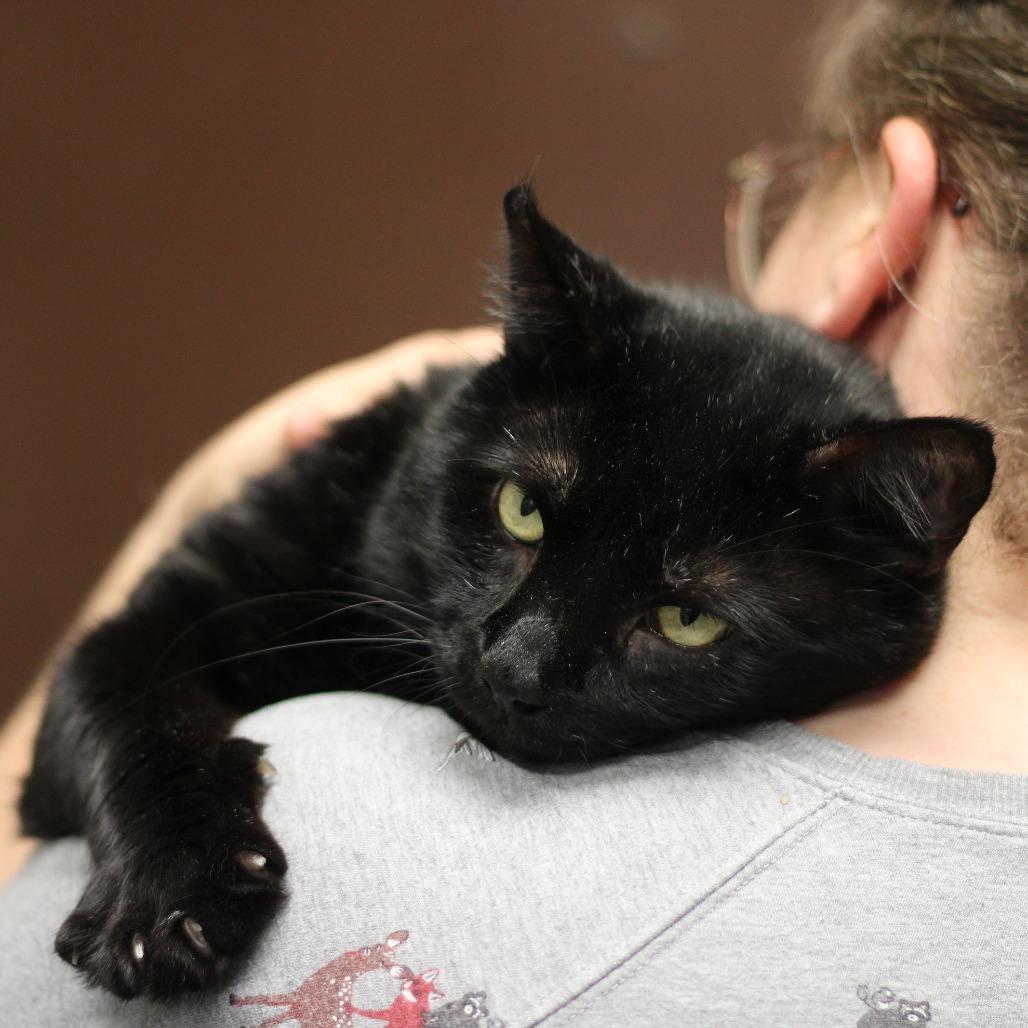 Enlarge Tumbleweed, a Adoptable Domestic Short Hair in Versailles, KY image 1/4
