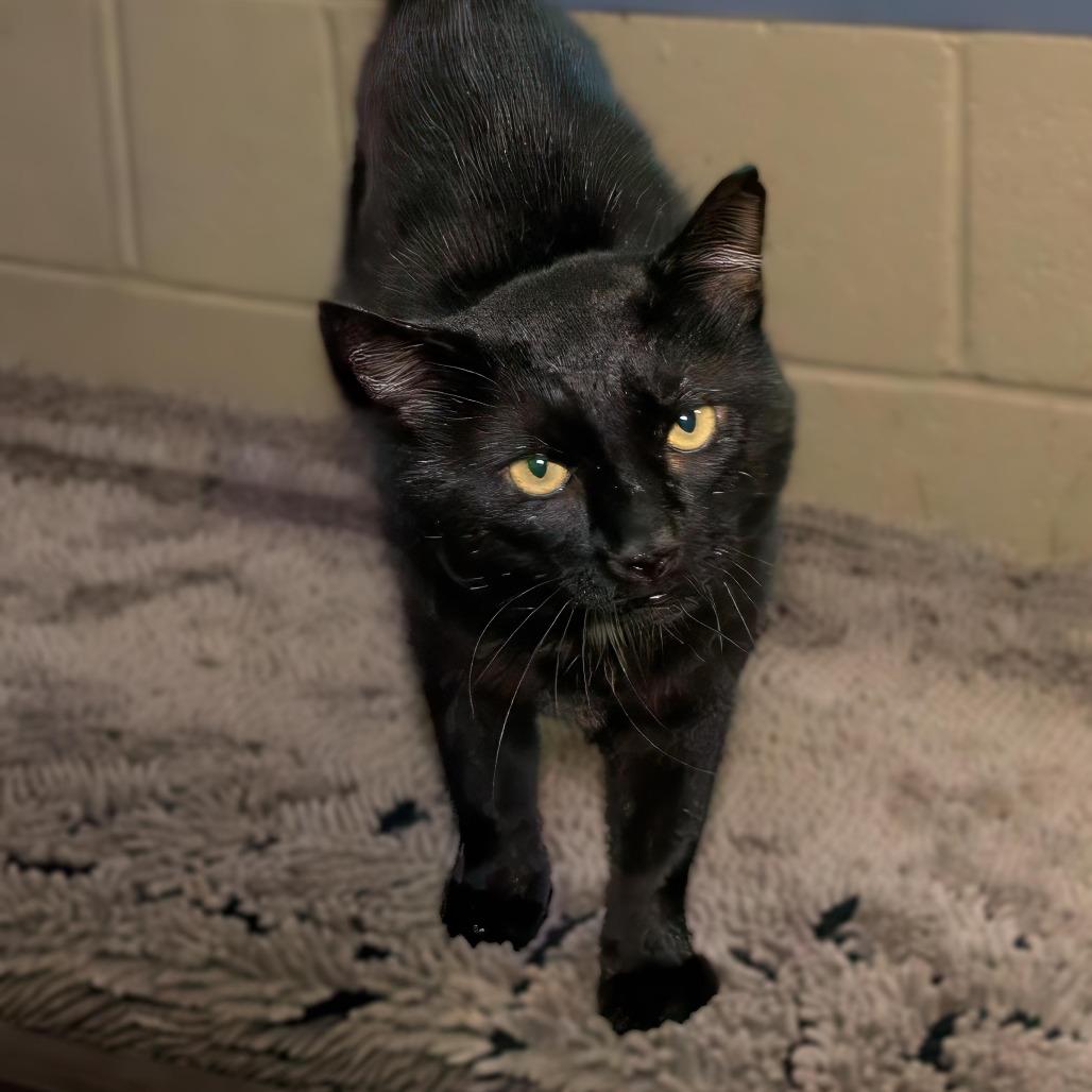 Enlarge Tumbleweed, a Adoptable Domestic Short Hair in Versailles, KY image 1/1
