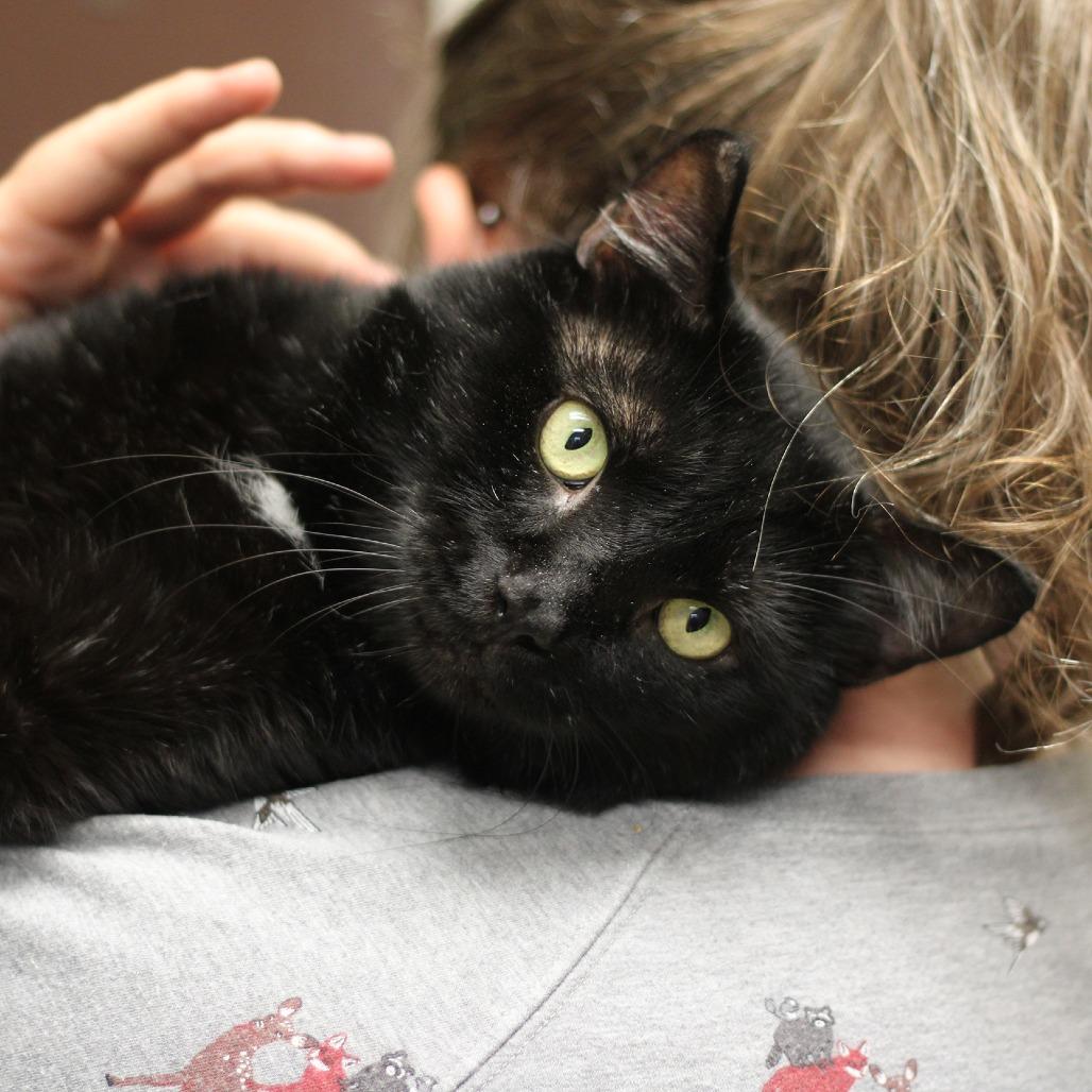 Enlarge Tumbleweed, a Adoptable Domestic Short Hair in Versailles, KY image 3/4