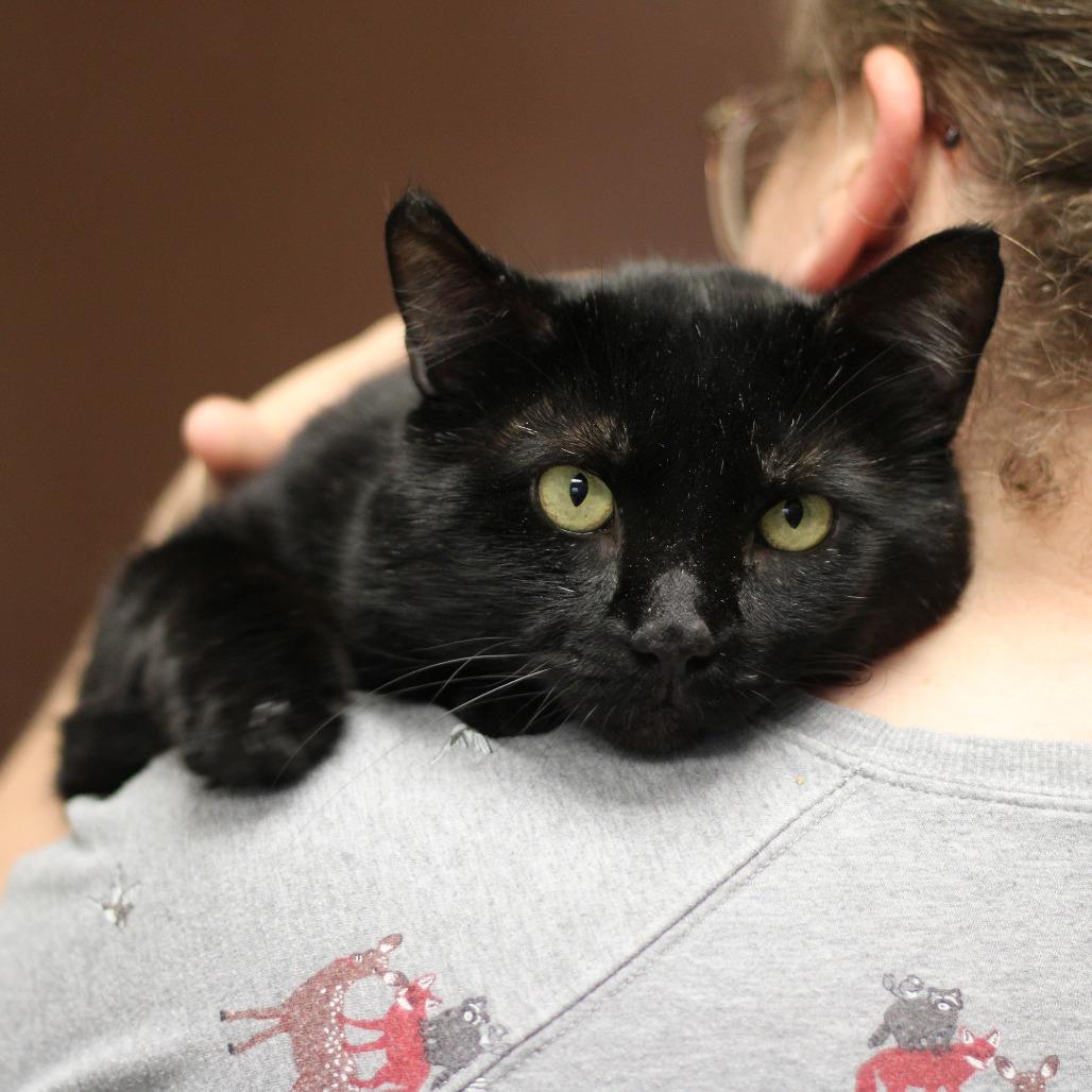 Enlarge Tumbleweed, a Adoptable Domestic Short Hair in Versailles, KY image 4/4