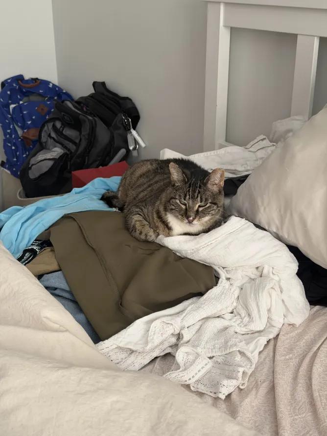Pixie, a Adoptable Domestic Short Hair in Weehawken, NJ image 4/6