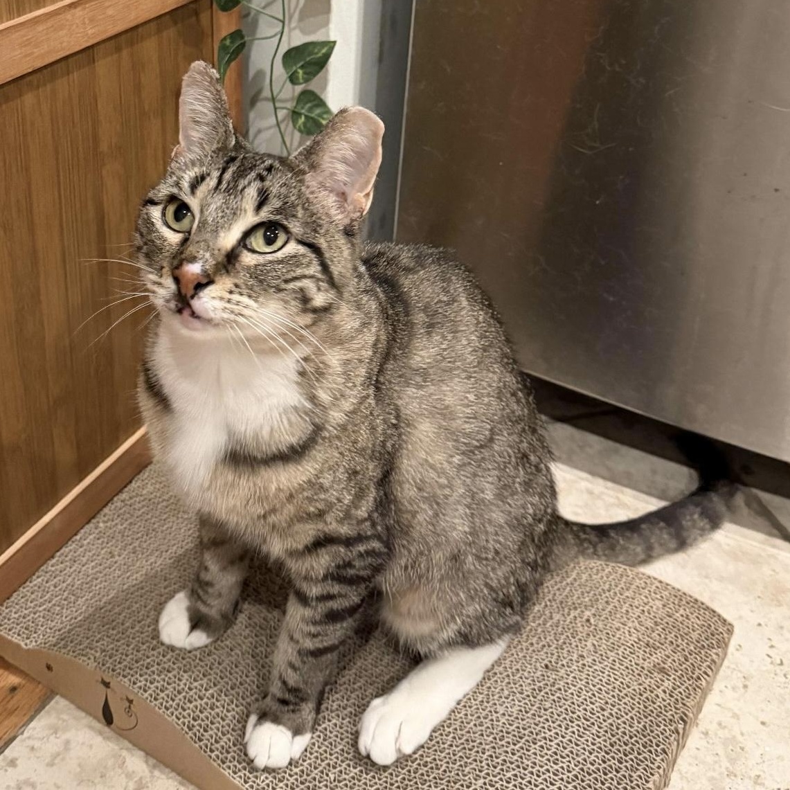 Pixie, Adoptable, Young Female Domestic Short Hair.