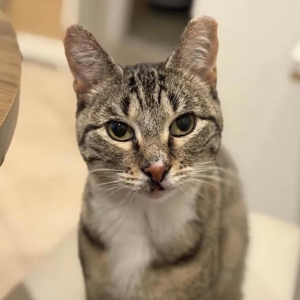 Pixie, a Adoptable Domestic Short Hair in Weehawken, NJ image 2/6