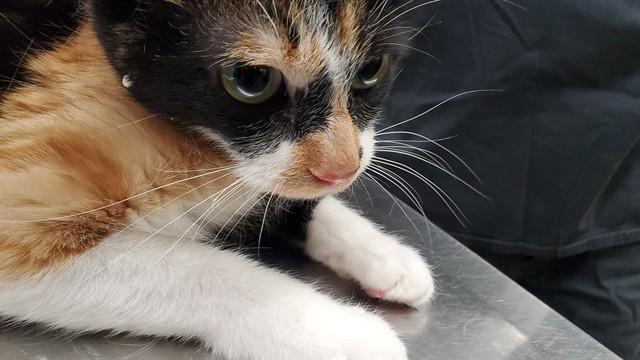 CEYLAN, Adoptable, Young Female Domestic Short Hair.