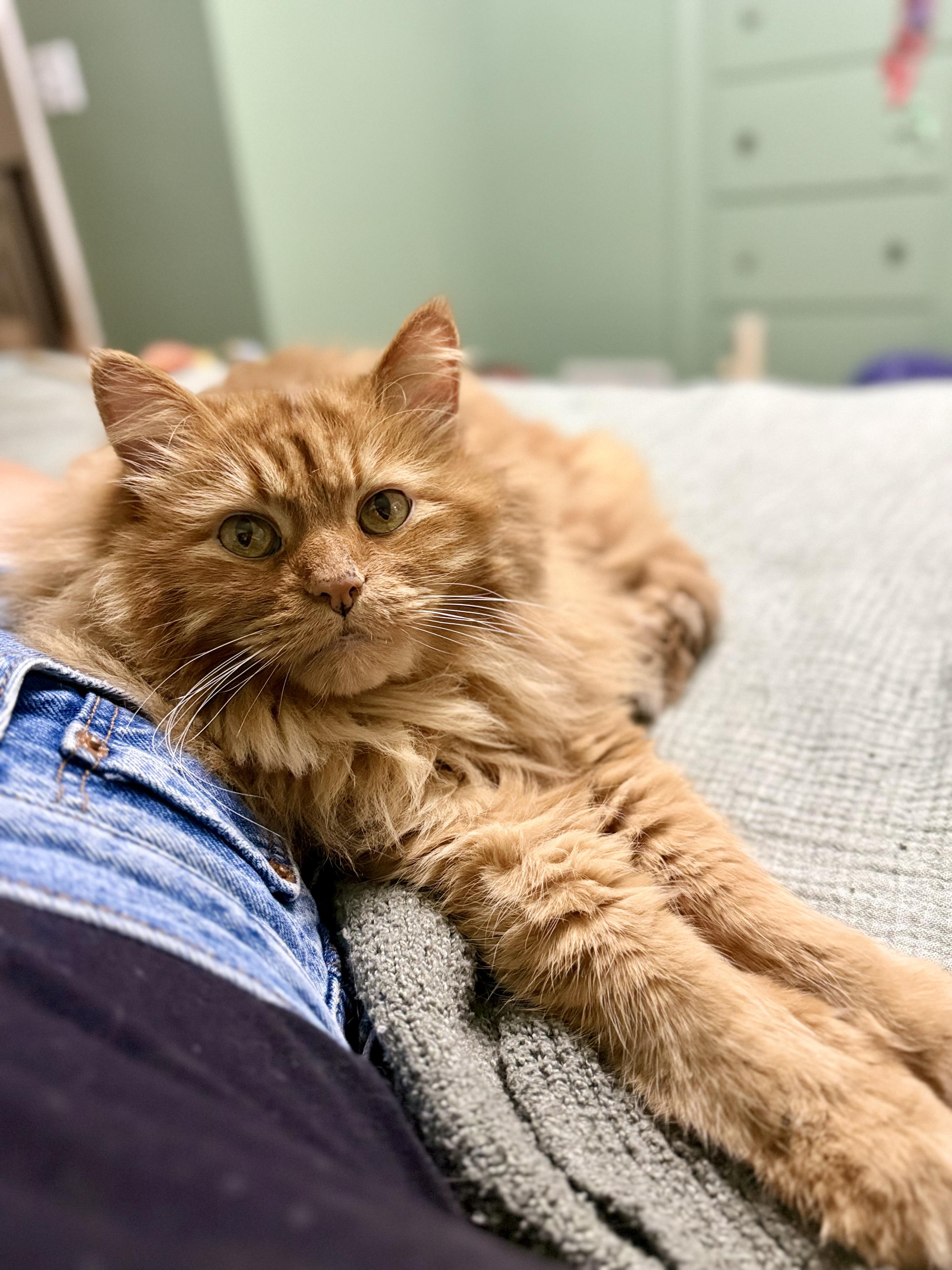 Thomas - Friendly, a ADOPTABLE mixed breed in Holland, MI image 2/4