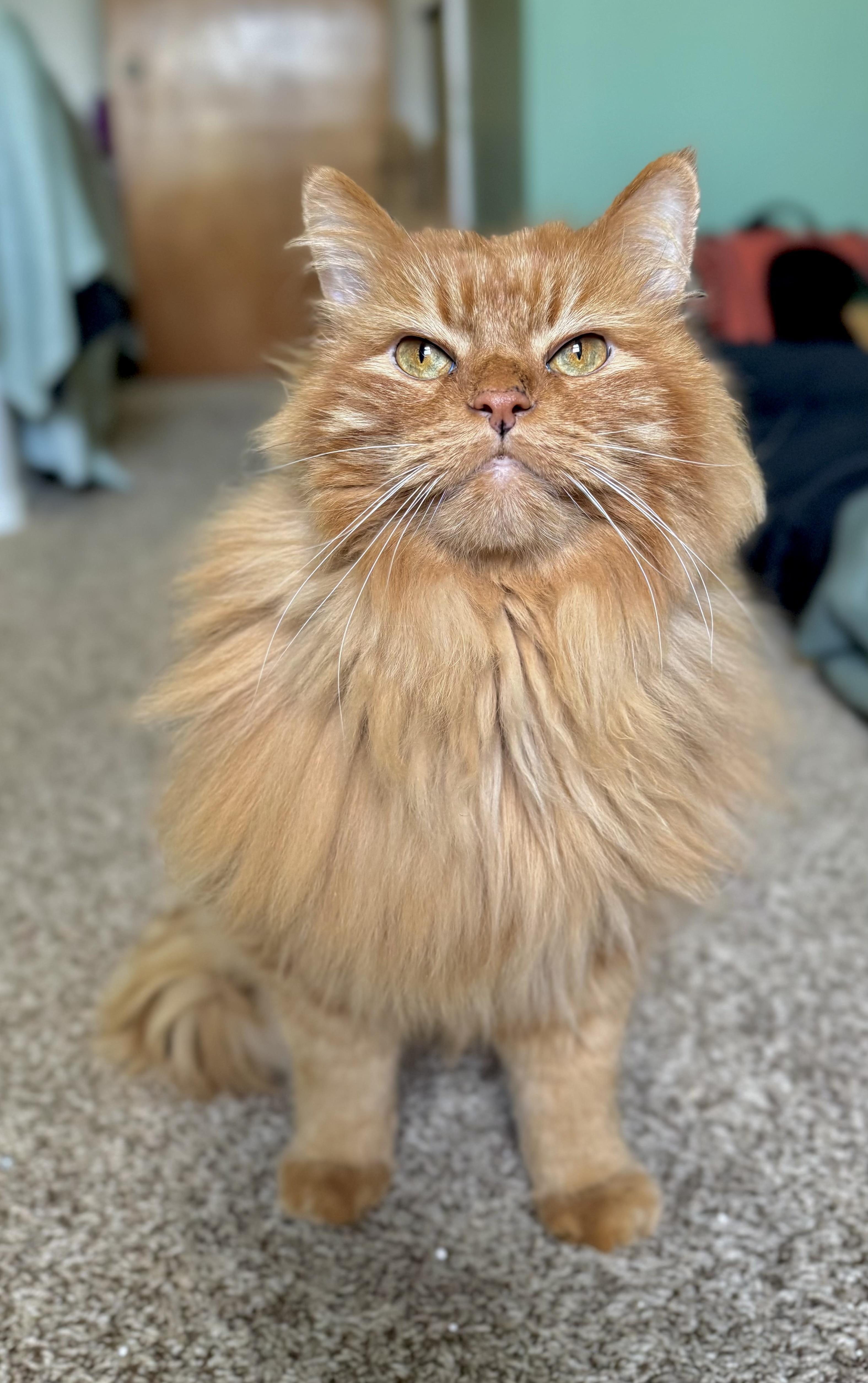Thomas - Friendly, ADOPTABLE, Adult Male Maine Coon.