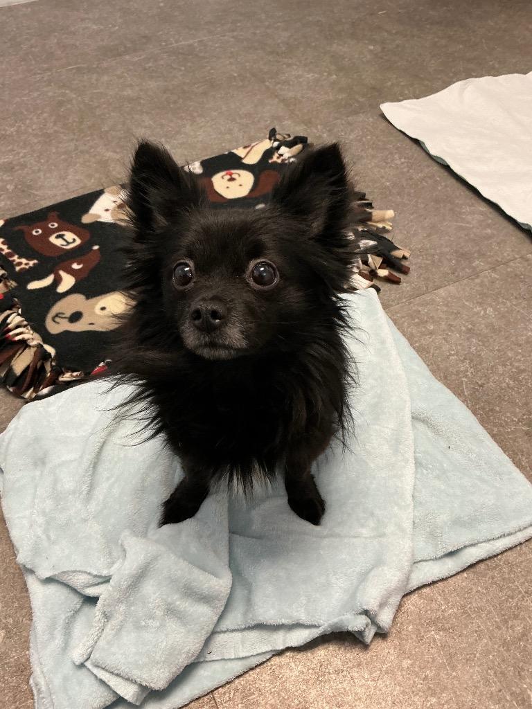 Enlarge Rocket, a Adoptable Chihuahua in Gloversville, NY image 1/6