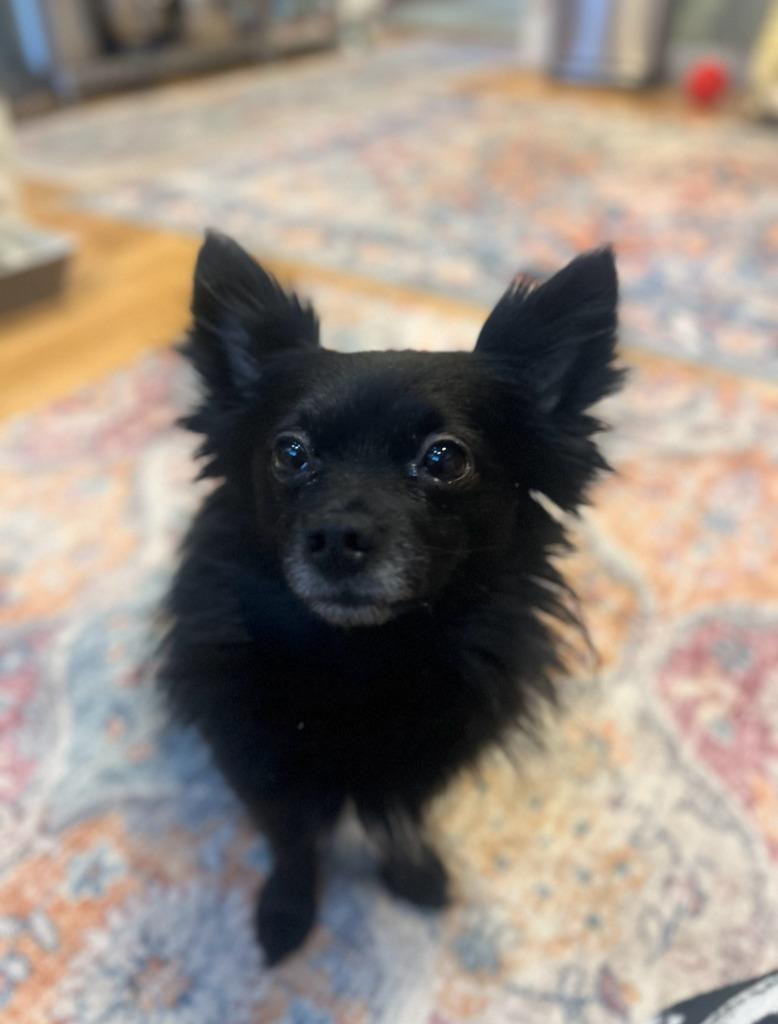 Enlarge Rocket, a Adoptable Chihuahua in Gloversville, NY image 2/6