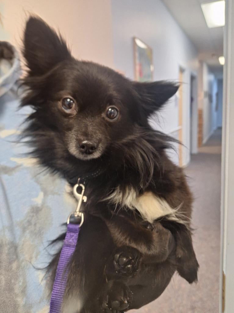 Enlarge Rocket, a Adoptable Chihuahua in Gloversville, NY image 3/6