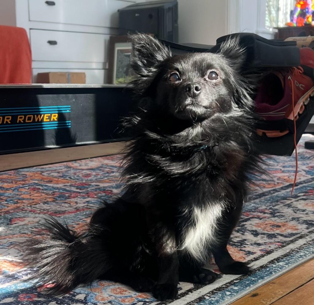 Enlarge Rocket, a Adoptable Chihuahua in Gloversville, NY image 4/6