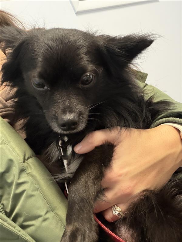 Enlarge Rocket, a Adoptable Chihuahua in Gloversville, NY image 5/6