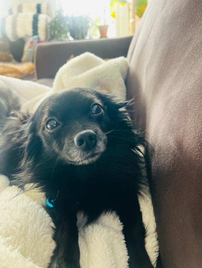 Enlarge Rocket, a Adoptable Chihuahua in Gloversville, NY image 6/6