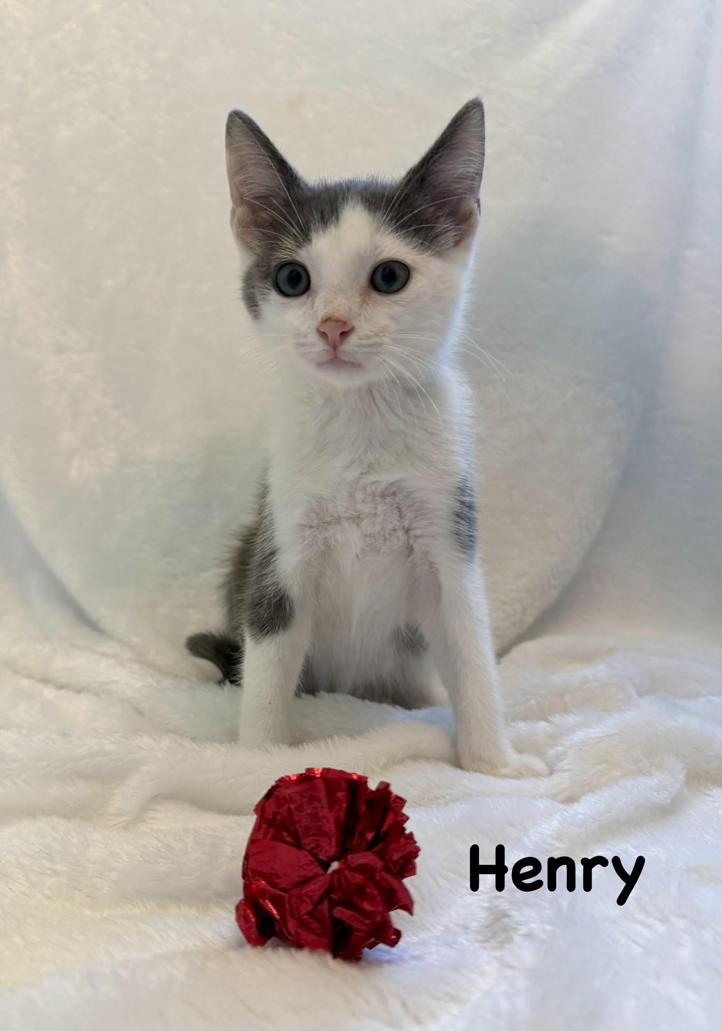 Enlarge Henry, a Adoptable Domestic Short Hair in Copley, OH image 1/1