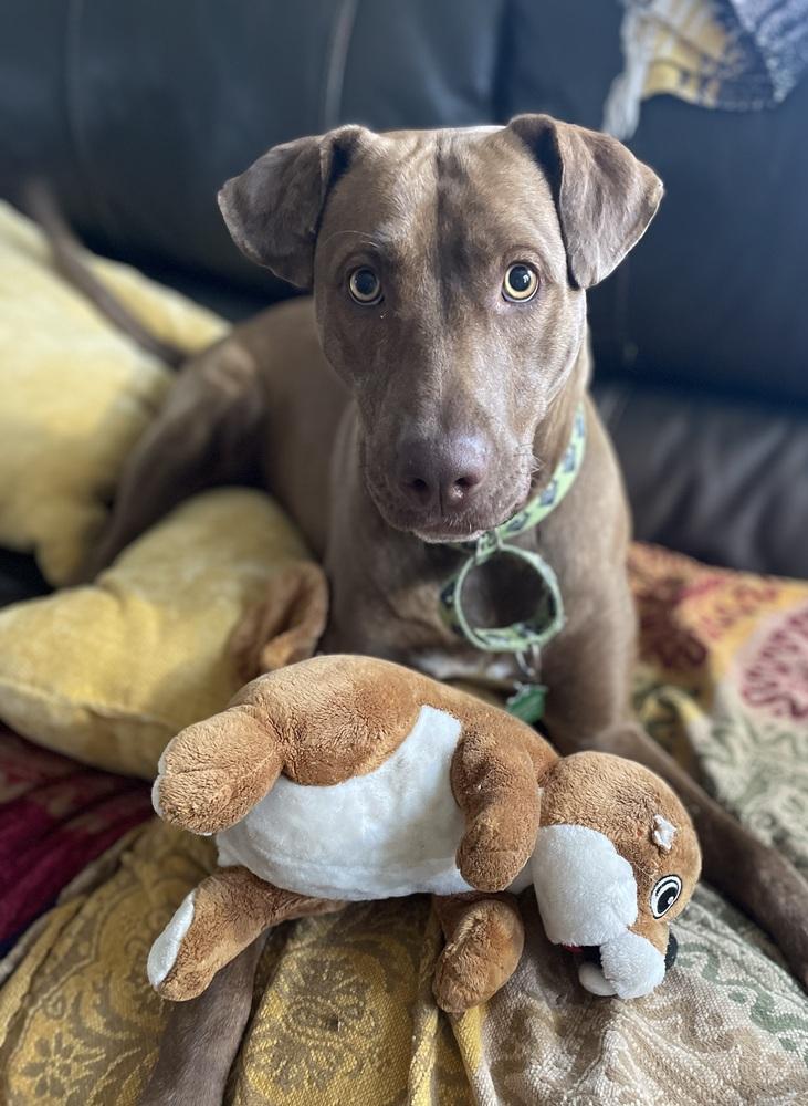 Mocha 2, Adoptable, Young Female Labrador Retriever.