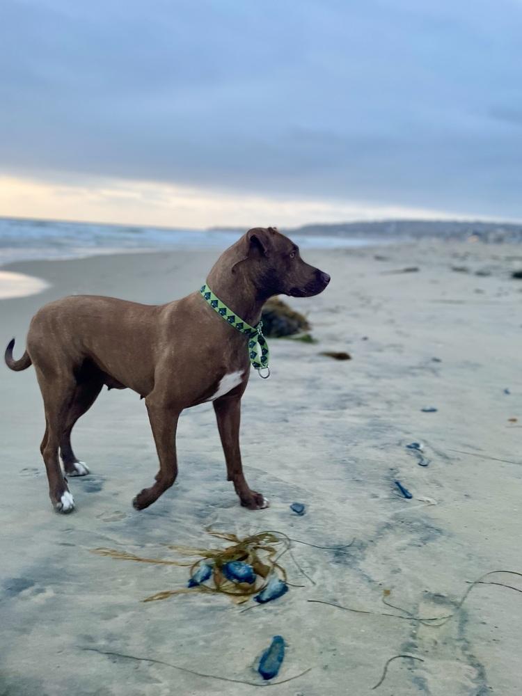 Enlarge Mocha 2, a Adoptable mixed breed in San Diego, CA image 2/6