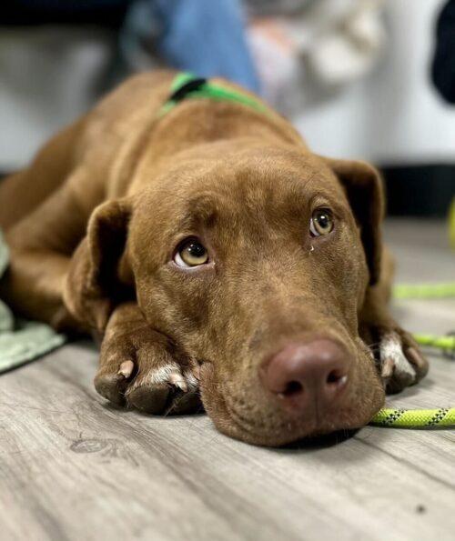 Enlarge Mocha 2, a Adoptable mixed breed in San Diego, CA image 3/6