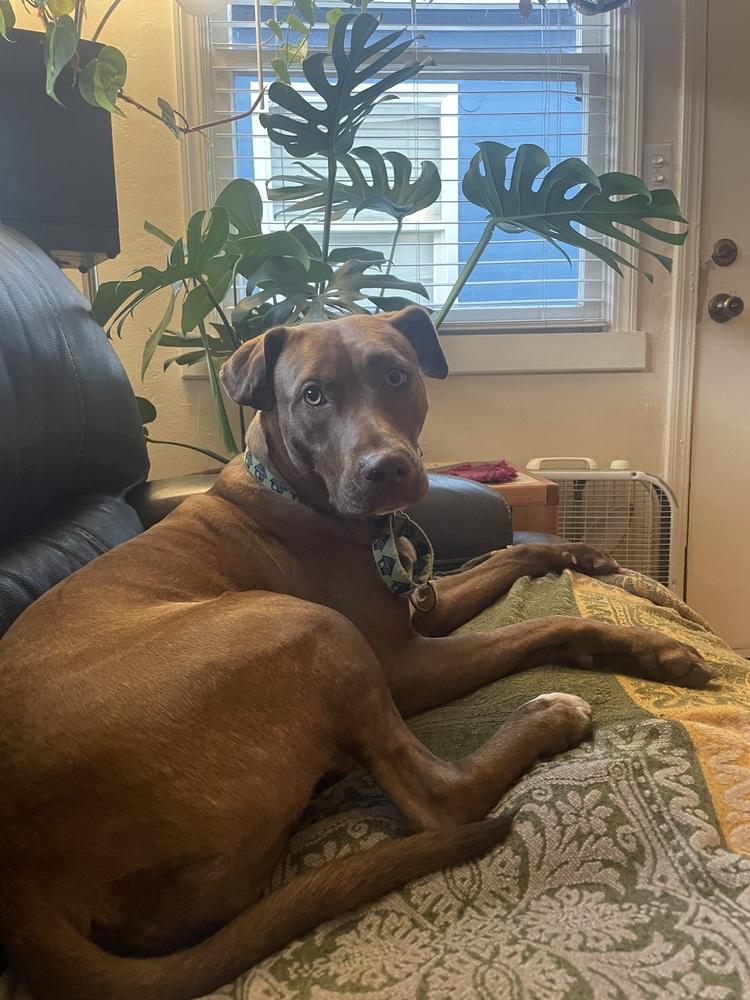 Enlarge Mocha 2, a Adoptable mixed breed in San Diego, CA image 4/6