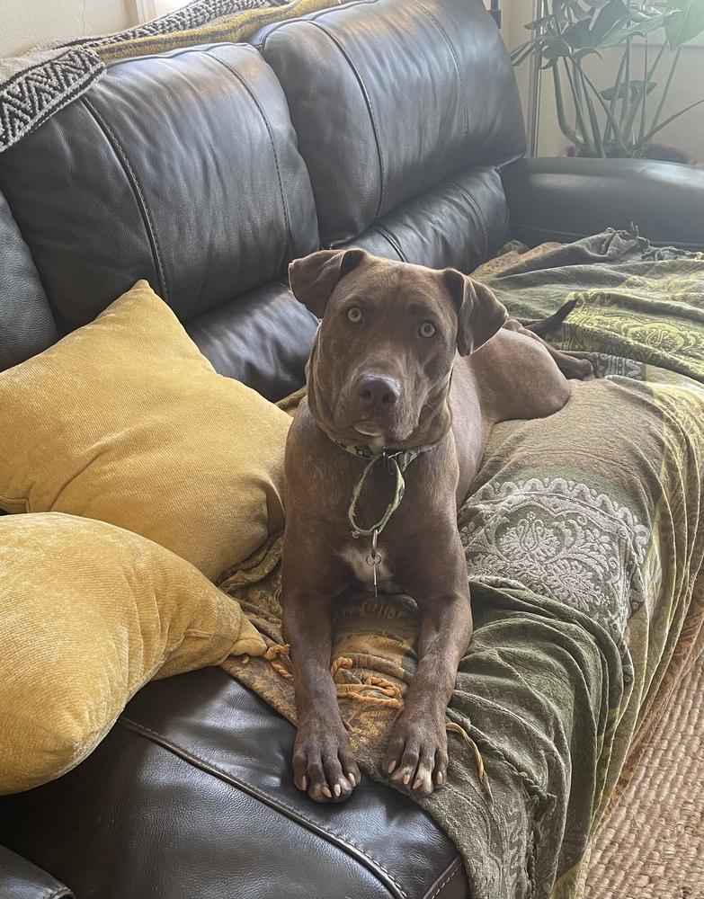 Enlarge Mocha 2, a Adoptable mixed breed in San Diego, CA image 5/6