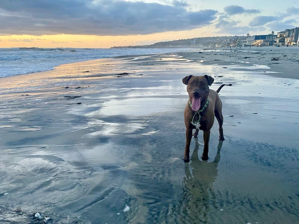 Enlarge Mocha 2, a Adoptable mixed breed in San Diego, CA image 6/6