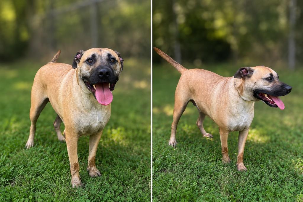 Enlarge Ak, a Adoptable mixed breed in Russellville, KY image 1/1