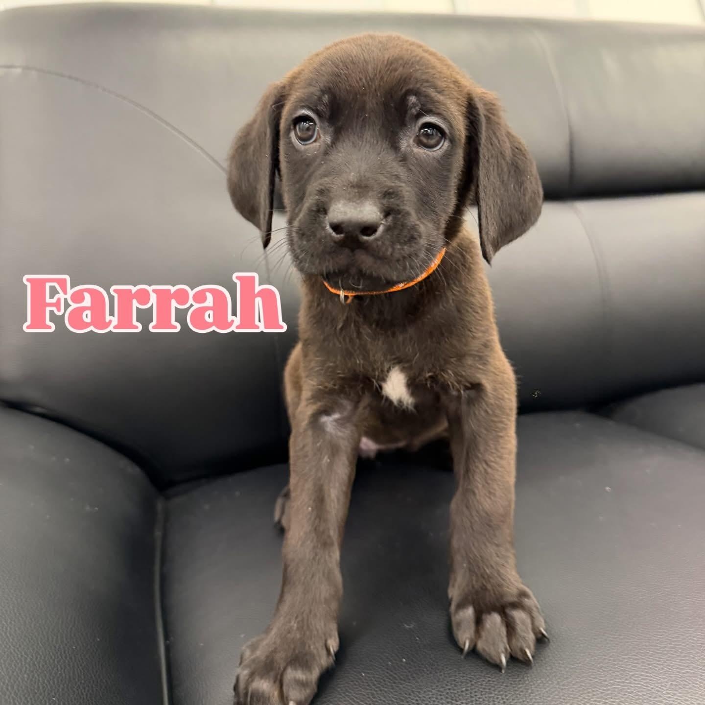 Enlarge Farrah, an adopted mixed breed in Henderson, NV image 1/2