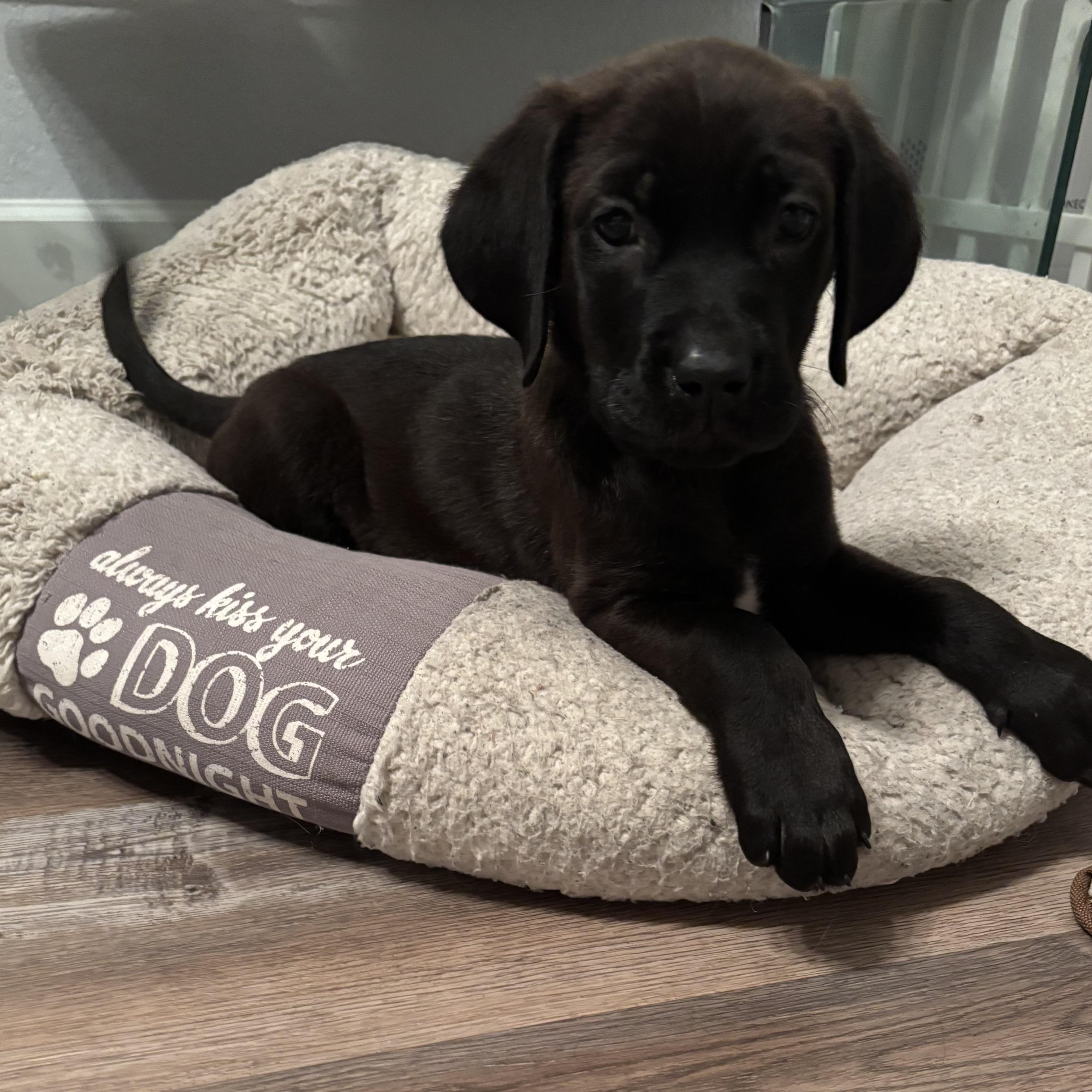 Enlarge Farrah, an adopted mixed breed in Henderson, NV image 2/2