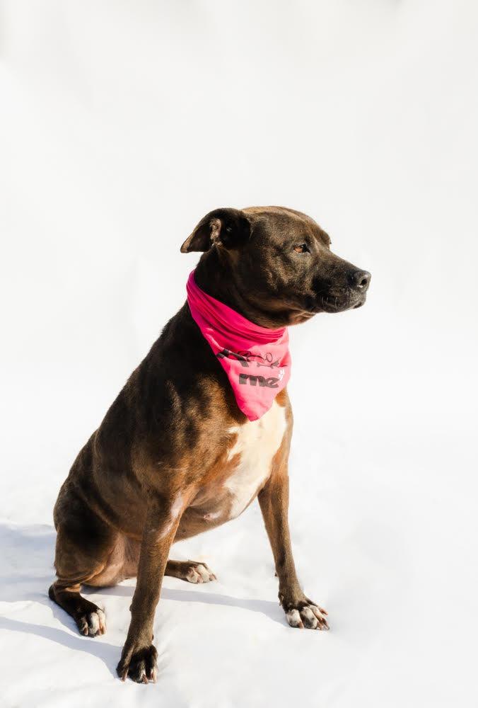 JOJO, Adoptable, Young Female American Bulldog & Hound.