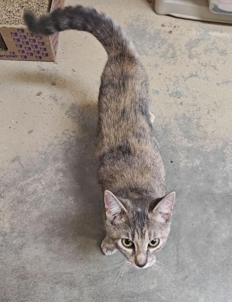 Violet, Adoptable, Young Female Domestic Short Hair.