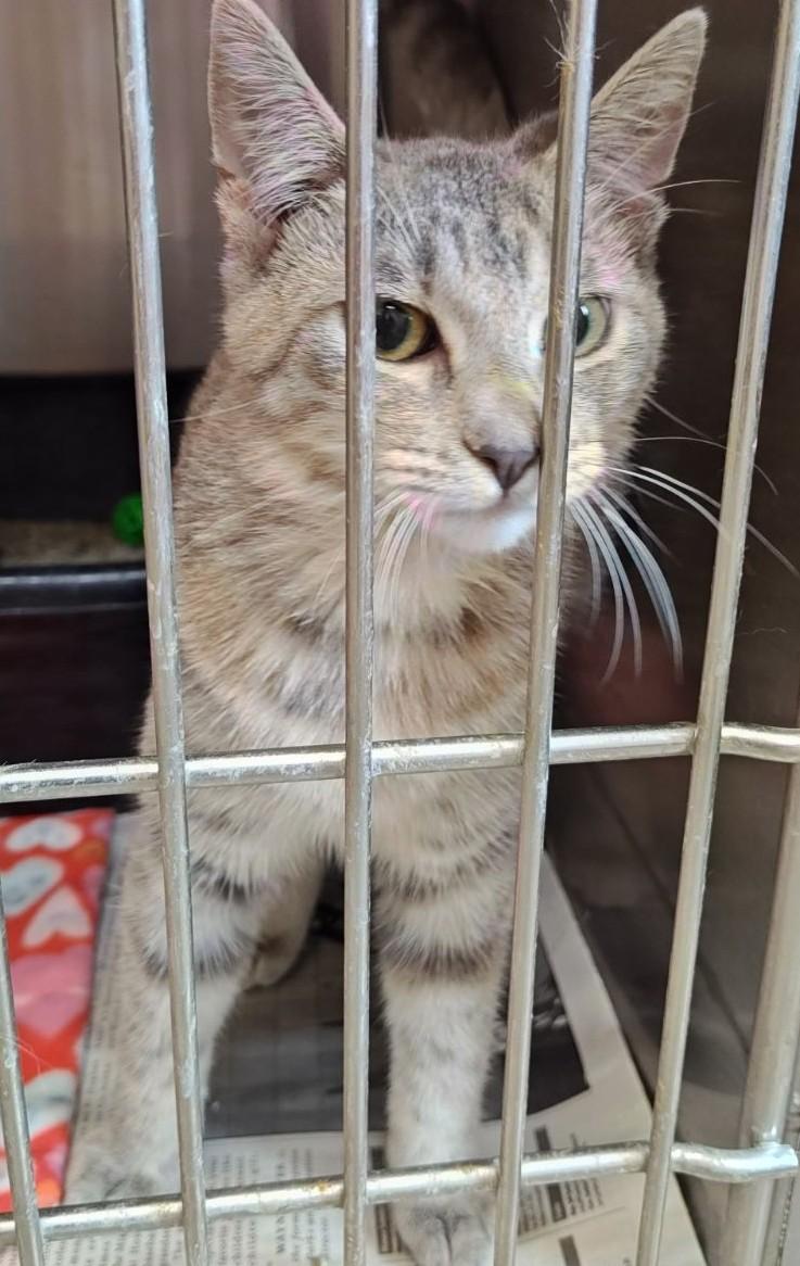 Violet, a Adoptable Domestic Short Hair in Wahpeton, ND image 2/2