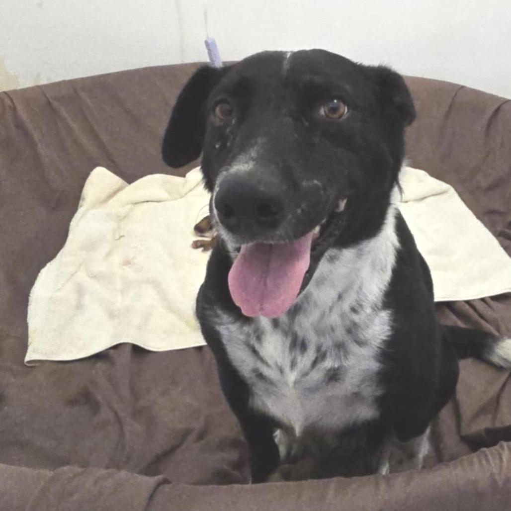 Emily JuM, a Adoptable mixed breed in Jacksonville, FL image 1/4