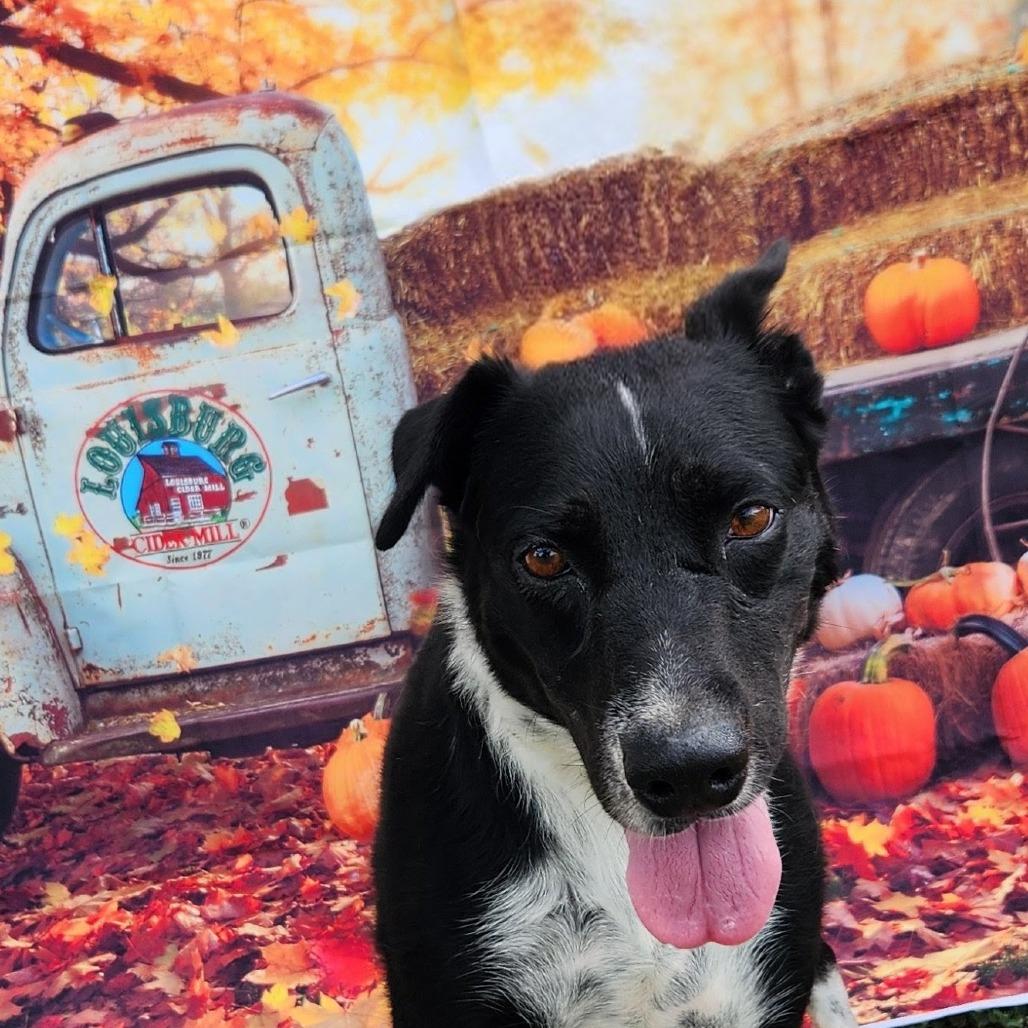 Emily JuM, a Adoptable mixed breed in Jacksonville, FL image 2/4