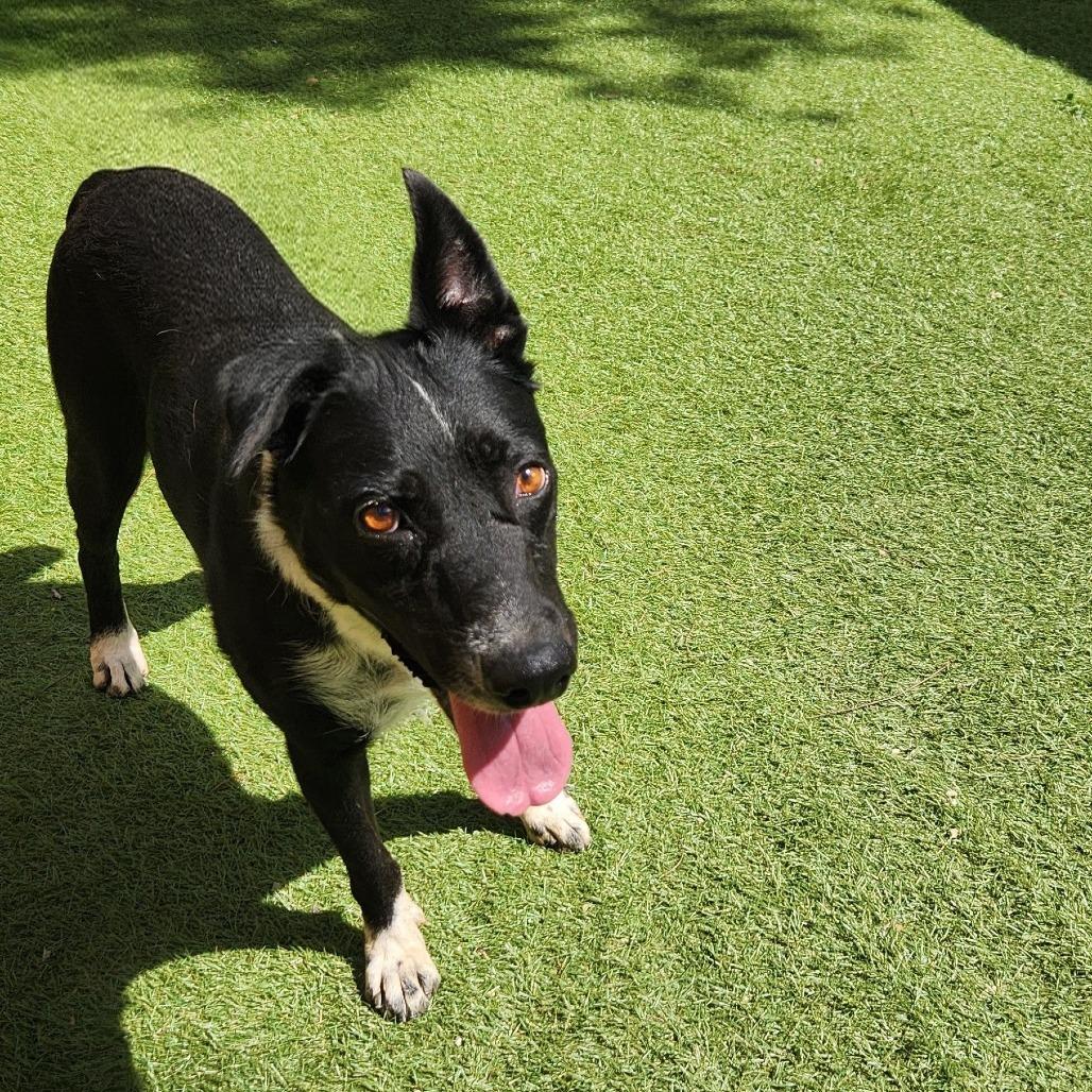 Emily JuM, a Adoptable mixed breed in Jacksonville, FL image 3/4